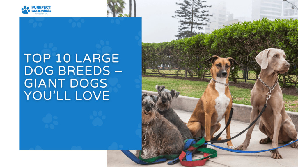 Top 10 Large Dog Breeds – Giant Dogs You’ll Love