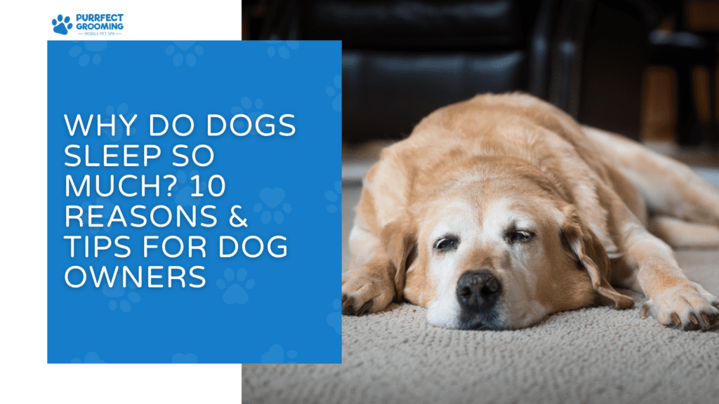 Why Do Dogs Sleep So Much? 10 Reasons & Tips for Dog Owners