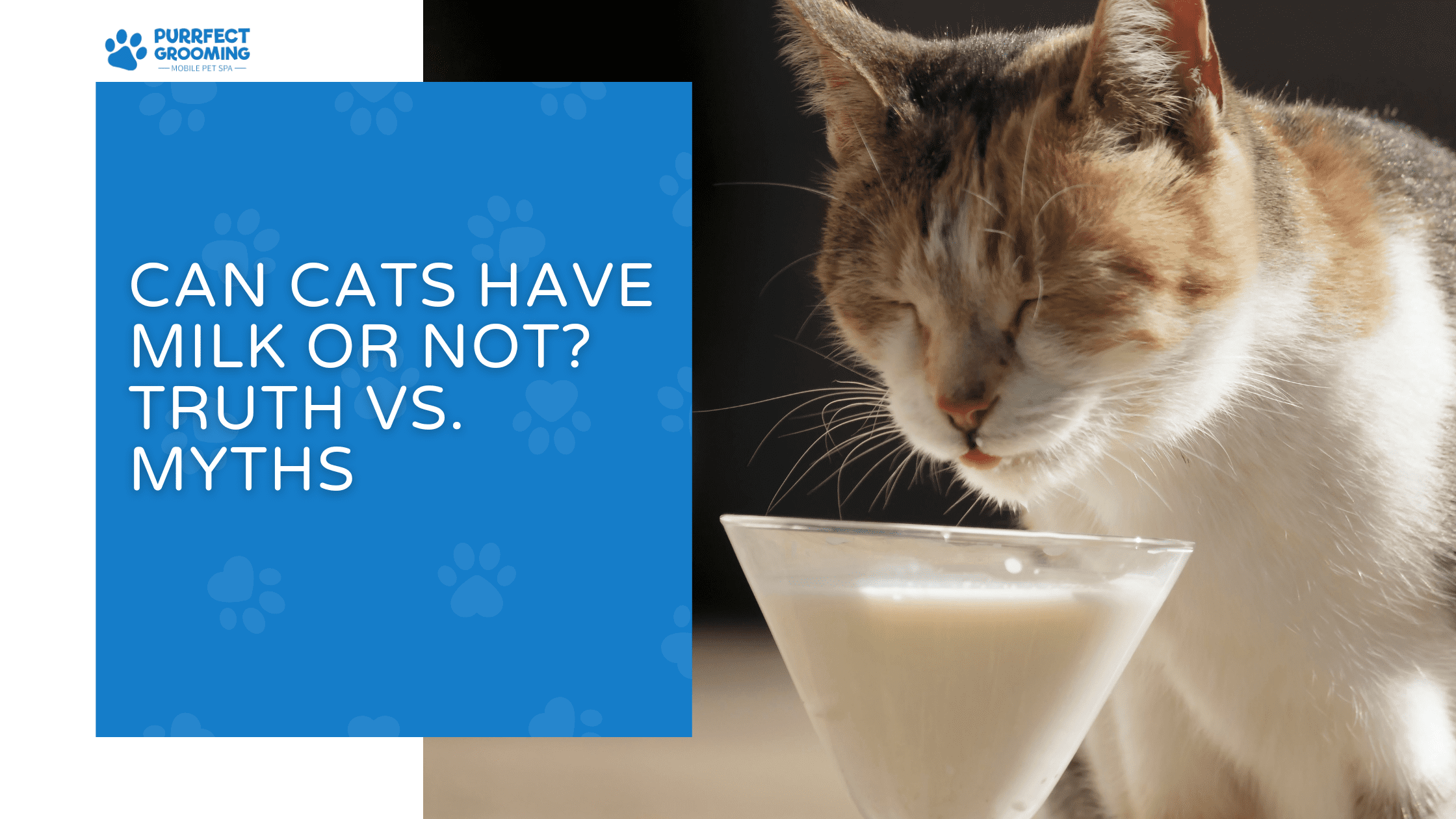 Can Cats Have Milk? The Truth Behind the Myth - The Spruce Pets