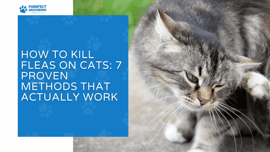 Gallery Detail: How To Kill Fleas On Cats 7 Proven Methods That