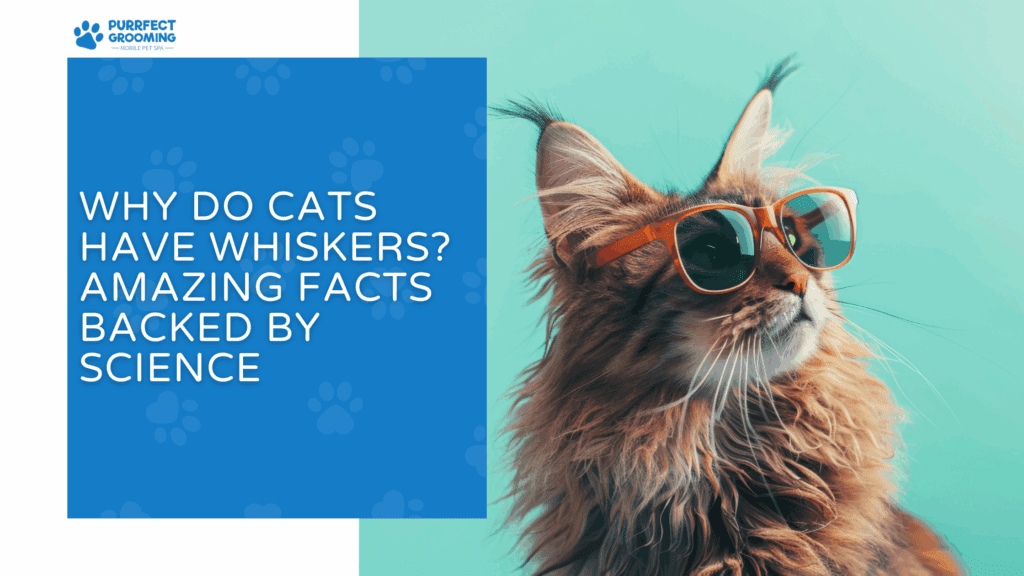 Why-Do-Cats-Have-Whiskers-1-