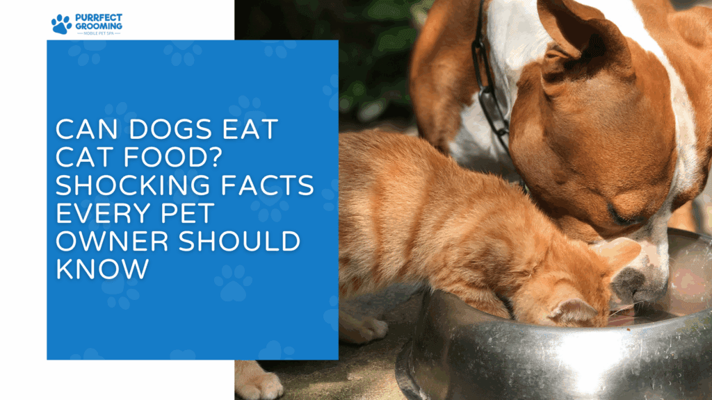 Can dogs eat canned cat food? Clear guidance