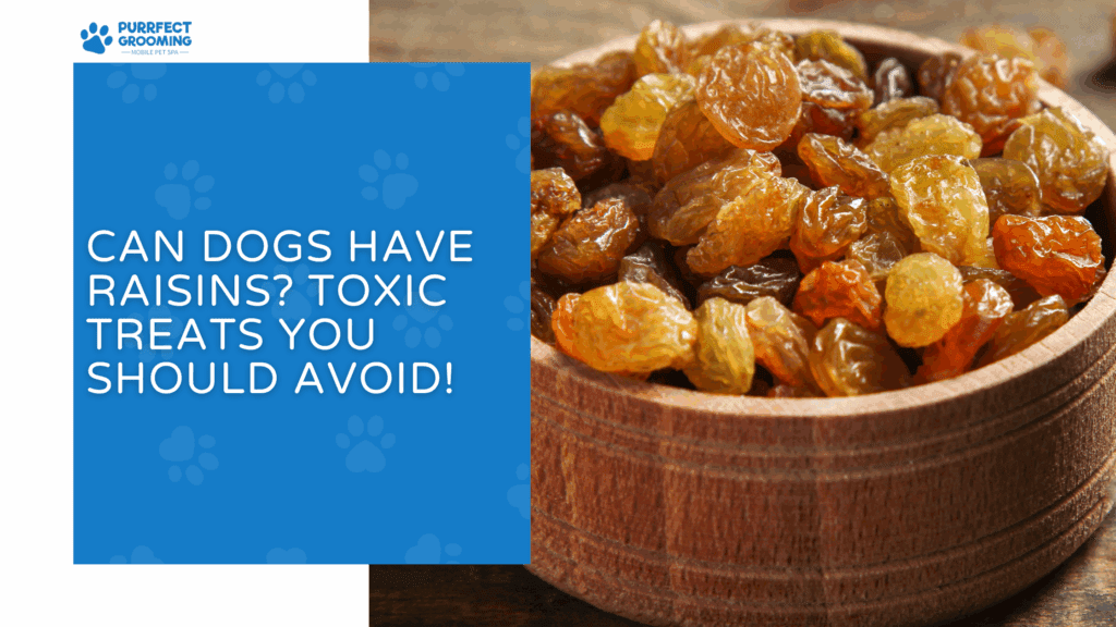 Can Dogs Have Raisins? Toxic Treats You Should Avoid!