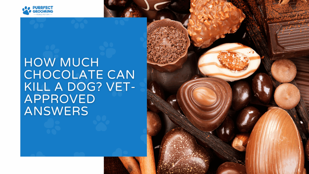 How Much Chocolate Can Kill a Dog? Vet-Approved Answers