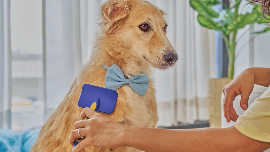 mobile dog grooming hollywood fl