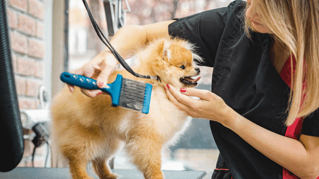 mobile dog grooming hollywood
