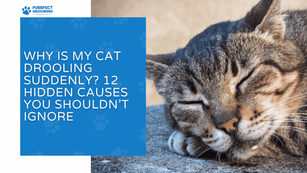 Cat Kibble Causes Drooling Reference: Why Is My Cat Drooling 12 Hidden Causes You Shouldn