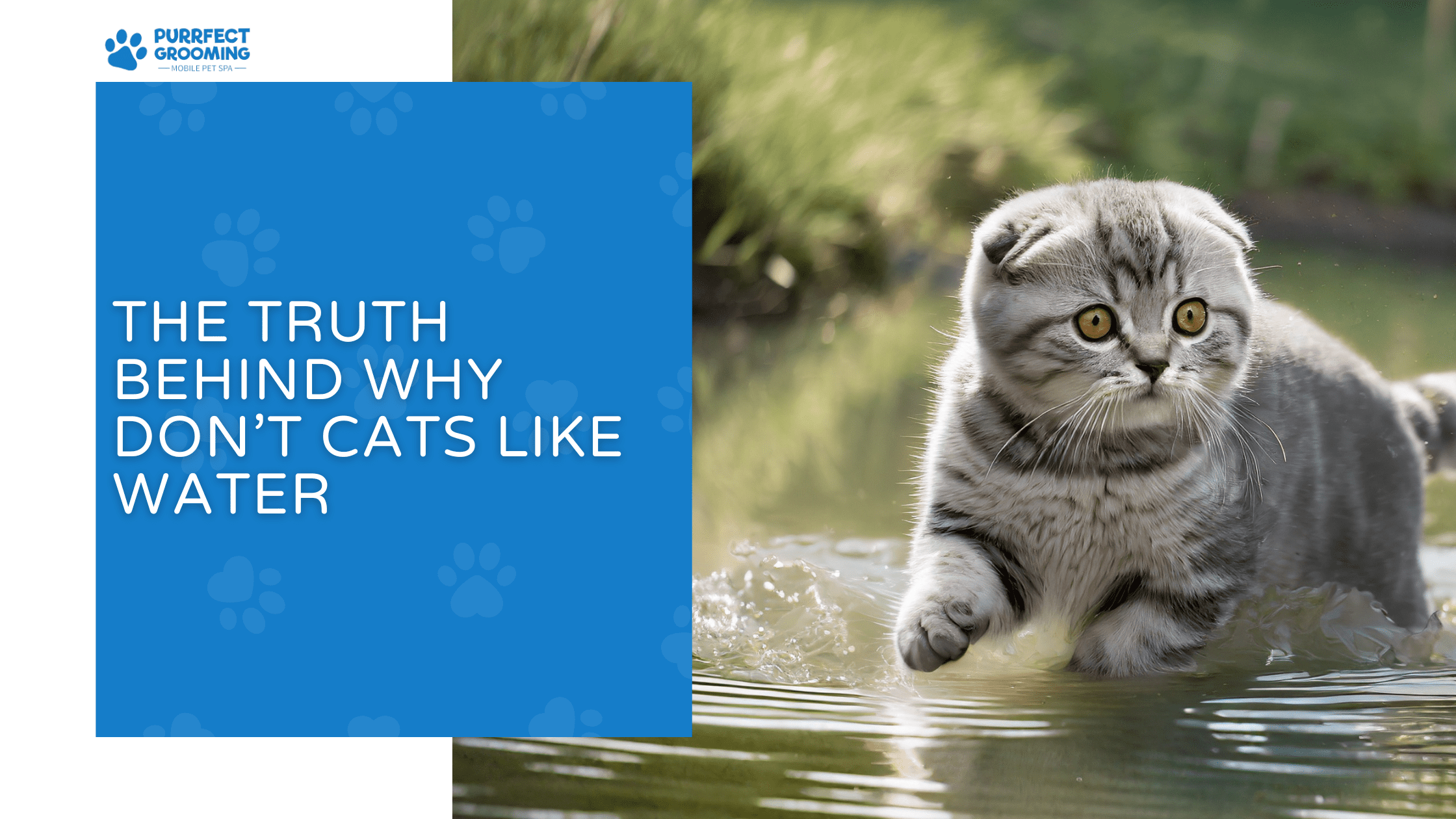 Photo inspiration: The Truth Behind Why Don T Cats Like Water Photo Inspiration