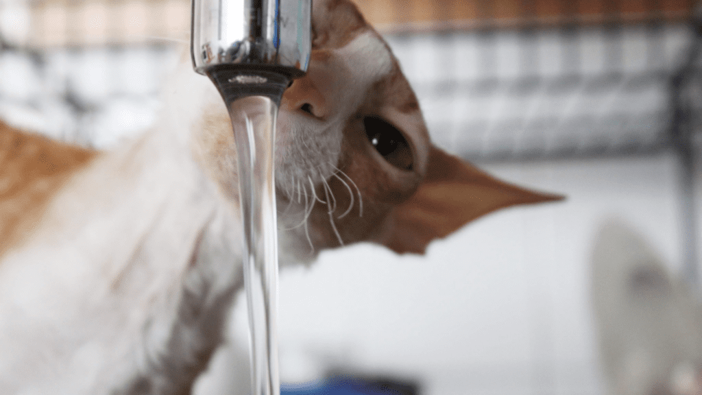 why don't cats like water