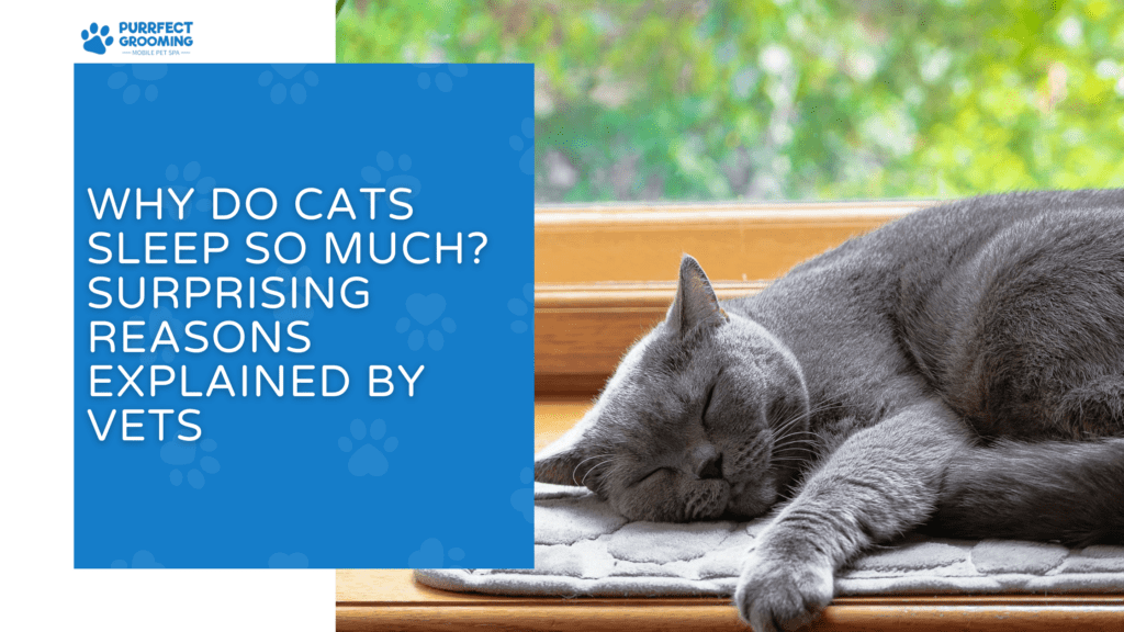 Why Do Cats Sleep So Much? Surprising Reasons Explained by Vets