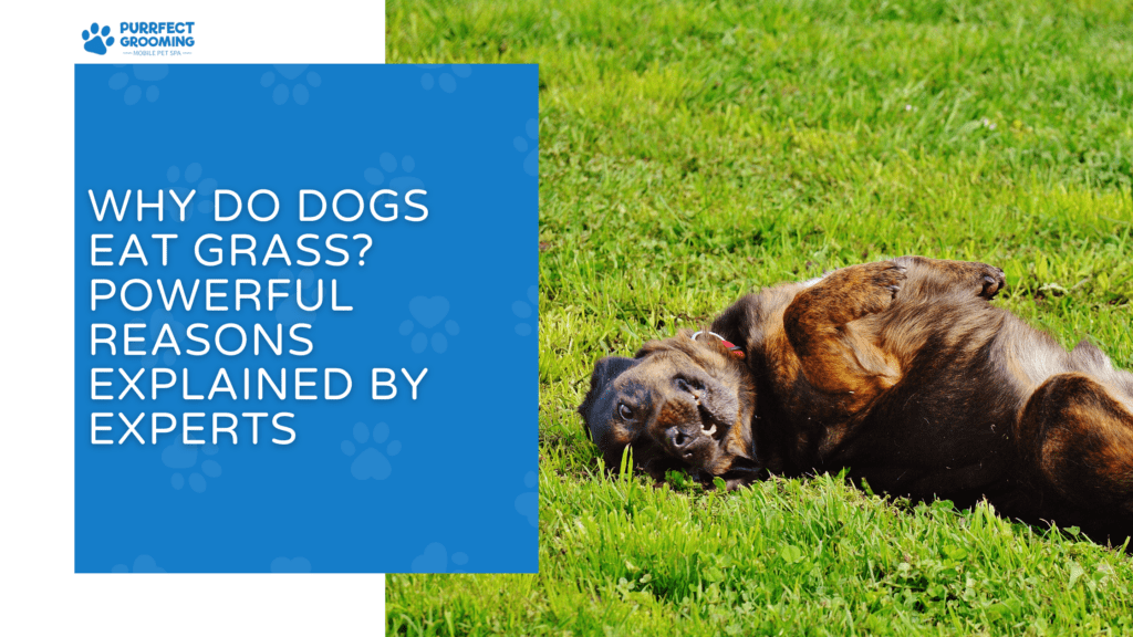 Why Do Dogs Eat Grass? Powerful Reasons Explained by Experts